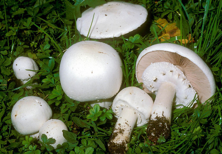 Agaricus quiz: ovvero, non s cosa sia